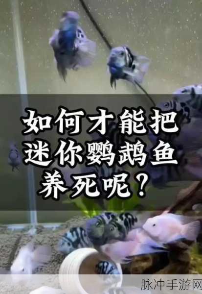 迷你世界,解锁鱼的繁殖与高效养殖秘籍