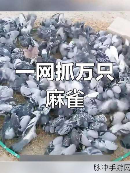 麻雀踪迹揭秘，创造与魔法中麻雀捕捉全攻略