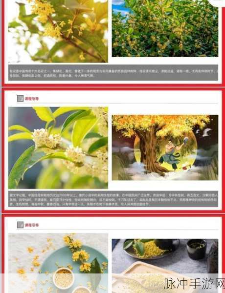 探索创造与魔法霜月桂木的奇妙用途