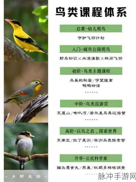 桃源秘境探鸟趣,鸟类辨认大赛全攻略,解锁自然新篇章!
