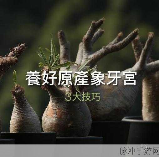 创造与魔法象牙获取全攻略,珍稀资源轻松入手