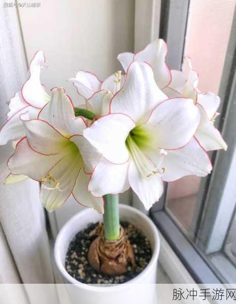 妄想山海祝余花，寻觅与培育的终极指南