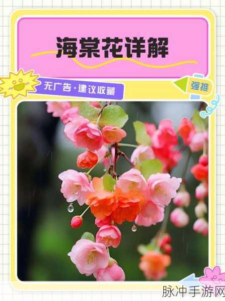咸鱼之王海棠花，独特魅力与多样用途深度剖析