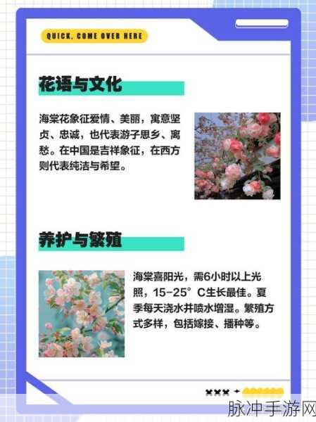 咸鱼之王海棠花，独特魅力与多样用途深度剖析