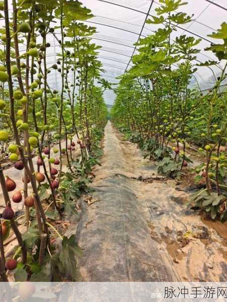 迷你世界果树种植全攻略，打造你的绿色果园