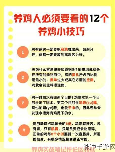 迷你世界养鸡秘籍，轻松引诱与高效繁殖