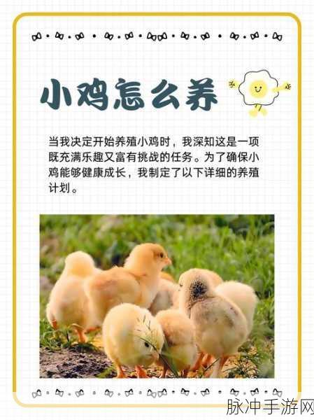 迷你世界养鸡秘籍,轻松引诱与高效繁殖