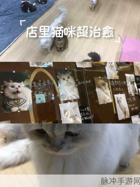 猫咪乐园新篇章，汤玛琅镇经营之旅等你开启