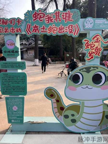 青蛙的梦幻乐园，一场别开生面的休闲益智之旅