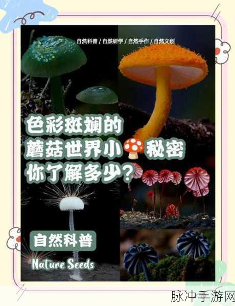 创魔蘑菇采集指南，揭秘蘑菇最多的神秘地带
