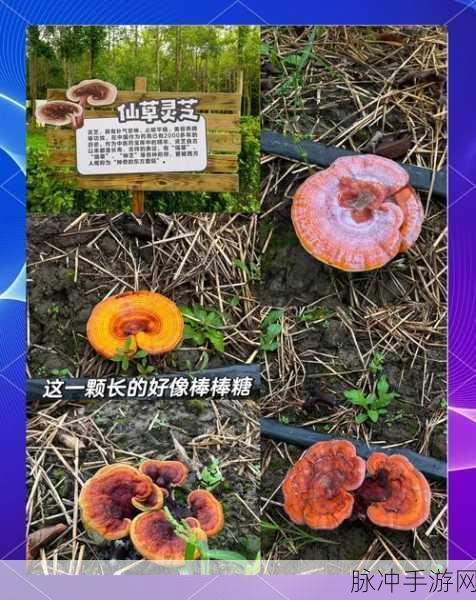 创魔蘑菇采集指南,揭秘蘑菇最多的神秘地带