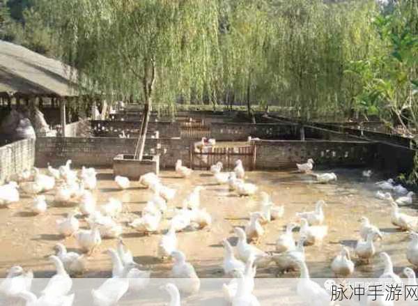 欢乐养鸭,重拾经典,打造你的梦幻鸭舍