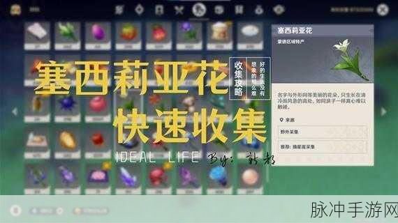 原神探索者的福音，塞西莉亚花高效采集秘籍大公开