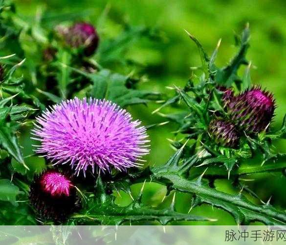 地下城堡3秘境五,深入未知,揭开迷雾背后的传奇篇章