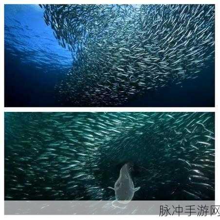 小森生活深度探索,揭秘鲶鱼高产秘境