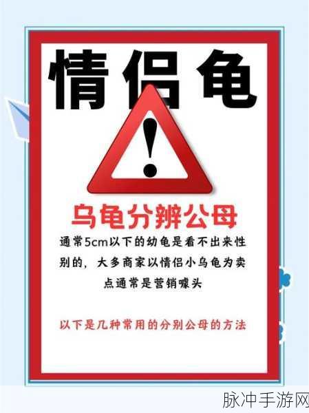 泰拉瑞亚奇遇,揭秘乌龟的秘密与高效刷取策略