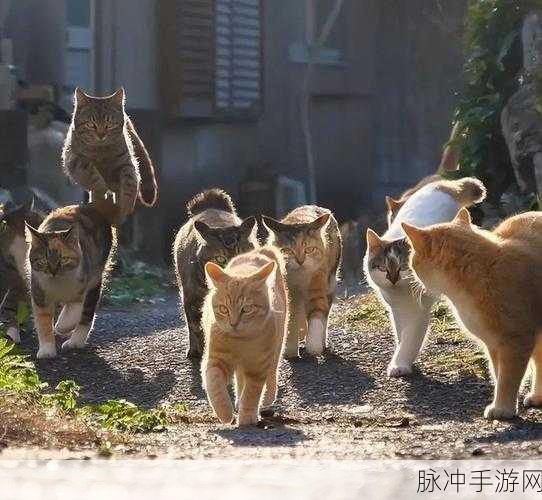 喵星世界，探索温馨治愈的合成之旅