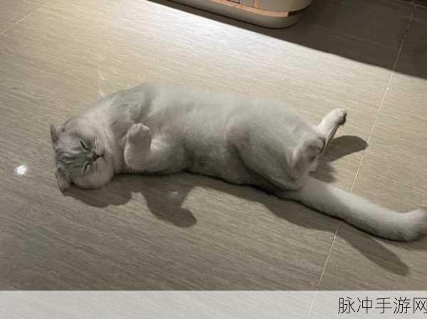 猫球球奇幻探险,诛仙世界的秘境追踪全揭秘