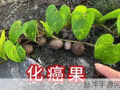 妄想山海,丹粟果的神奇用途全揭秘