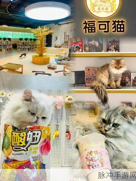 网红撸猫馆，萌宠经营新体验，下载即享休闲乐趣