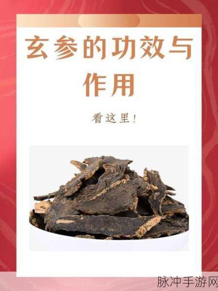 烟雨江湖,玄参的神奇功效与作用深度解析