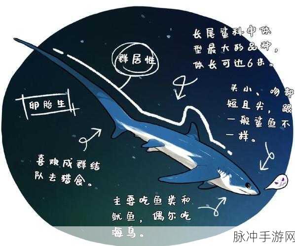 海岛纪元，揭秘海巫鲨的高效捕捉技巧