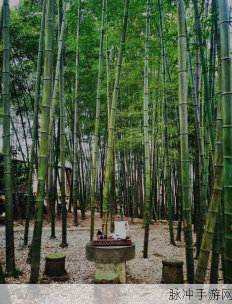 江湖悠悠竹林秘境,探寻竹林七贤的踪迹
