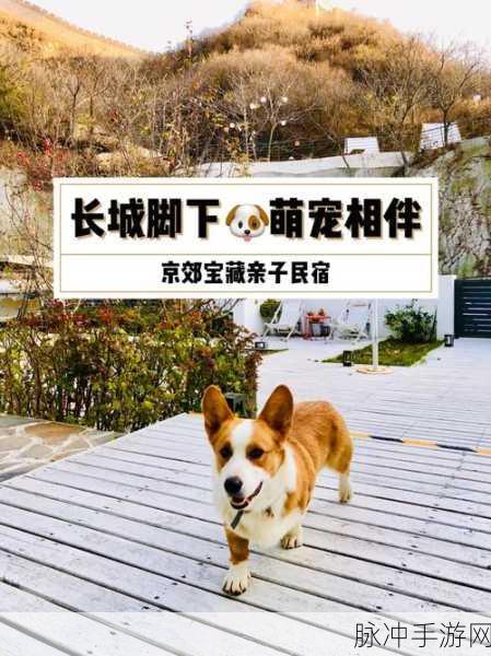 天下手游长城熊，萌宠助力，长城探险新体验